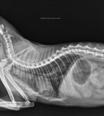 5.2 Xray - Chest - Chiu - 22Dec2025.jpg