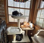 2025-03-20 Jacks herd.jpg