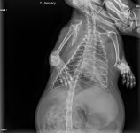 рентген передній 2.01.JPG