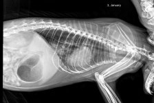 рентген бічний 3.01.JPG