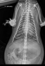 рентген передній 3.01.JPG