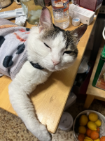 Screenshot 2026-03-12 at 10.28.22.png