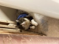 IMG_2823.jpeg
