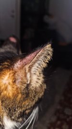 is this ****ing ringworm3.jpg