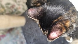 is this ****ing ringworm2.jpg