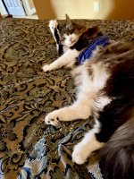 IMG_3473.jpeg