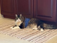 IMG_3525.jpeg