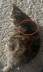 IMG_7439.jpeg