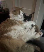 IMG_3645.jpeg