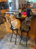 cats on chairs.jpg