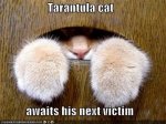 tarantula cat.jpeg