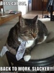 slacker cat.jpeg