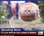 bounce cat.jpeg