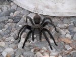 SCR Tarantula 2.JPG