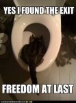 freedom_cat_.jpg