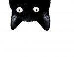 BlackCatUpsideDown.jpg