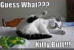 kitty butt.jpeg