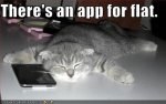 flat cat iphone.jpg