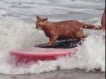 KittySurf.jpeg