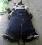 catpants-011.jpg