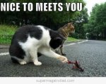 cat-meets-scorpion_large.jpg