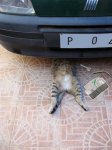 cat-fixing-car.jpg