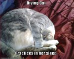 diving cat sleeping.jpg