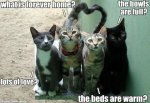 cat-addicts-anony-mouse-furever-home.jpg