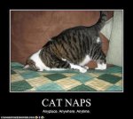 cat-naps.jpg
