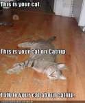 cat on catnip.jpeg