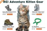 rei-kitten-300.jpg