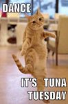 tuna tuesday.jpg