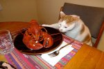 cat_lobster.jpg
