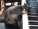 abc_cat_piano_090924_ssh.jpg
