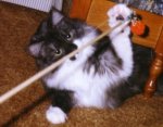 sam pole toy crop.jpg