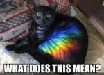 rainbow kitty.jpeg
