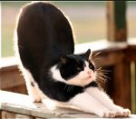 stretchcat.jpg