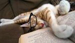 cat-asleep-reading.jpg