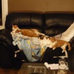 stray family 200pix.jpg