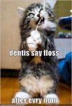kitten-flosses-as-per-instructions-of-dentist.jpg