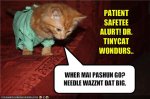 Dr Tiny Cat Big Needle.jpg