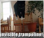 cat-invisible-tramp .jpg