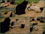 Christmas Catnip Party! sm.jpg