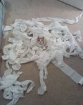 bad-cats-making-a-mess1.jpeg