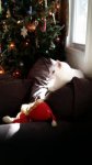 ChristmasResized.jpg