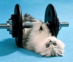 Kitty working out.jpg