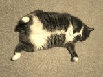 bobtheblob.jpg