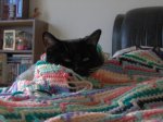 SomeOfMyBabies 027600x400.jpg