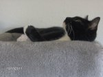 DaisyInCuteMode01092014.JPG