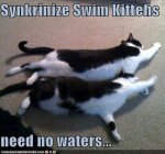 swim cats.jpg